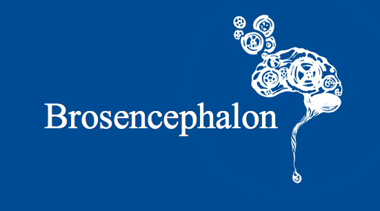 Brosencephalon (Bros) deck for your USMLE Step 1 studies